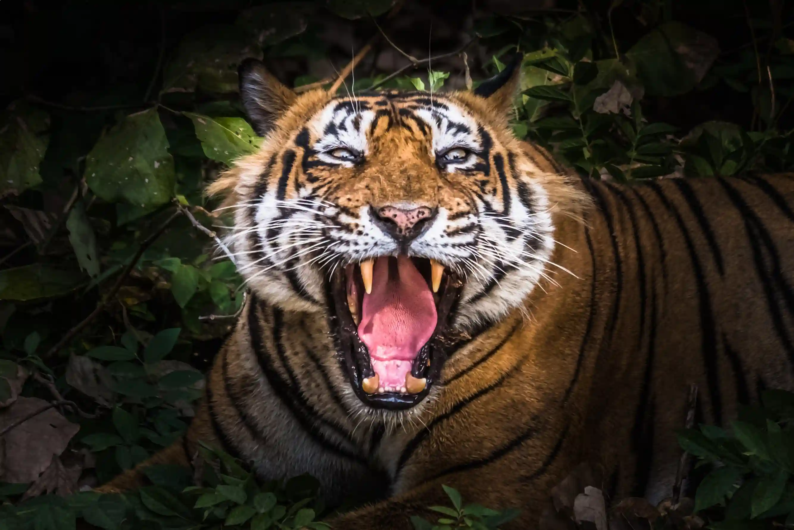 Ranthambore